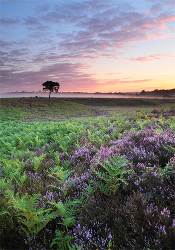 New Forest Landscapes : Bratley Plain