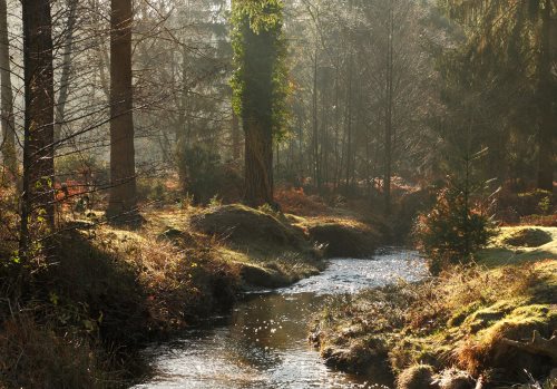 New Forest Landscapes : Bratley Water