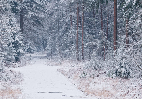 New Forest Landscapes : Snow at Brock Hill