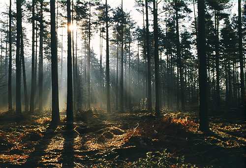 About The New Forest : Sunrays in conifer plantation