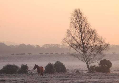 New Forest Landscapes : Cows crossing Matley Holms