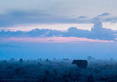 Grazing Cows at Dawn near Wilverley image ref 377