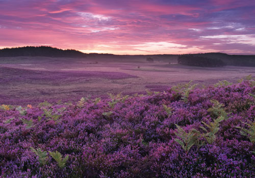 New Forest Landscapes : Dawn over Ogden