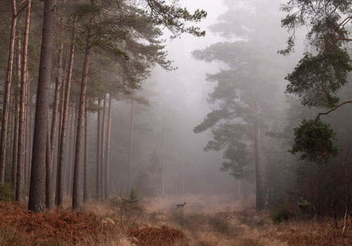 New Forest Landscapes : Deer in the Mist at Vinney Ridge
