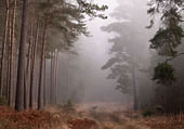 Deer in the Mist at Vinney Ridge image ref 402