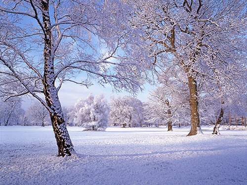 New Forest Landscapes : Snow in Denny Wood