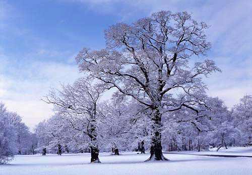 New Forest Landscapes : Snow at Denny Campsite