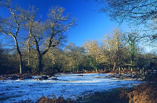 About The New Forest : Winter in Denny Wood