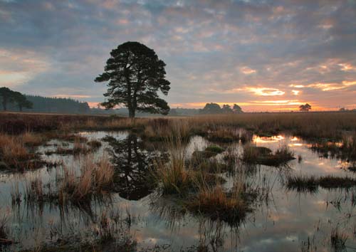 New Forest Landscapes : Dawn at Duck Hole