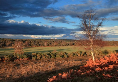 New Forest Landscapes : Evening Light over King