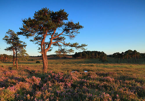 New Forest Landscapes : Evening Light at Strodgemoor Bottom