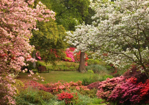 New Forest Landscapes : Exbury Gardens in May