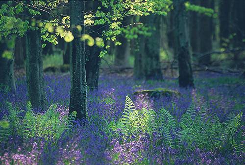 New Forest image: Bluebells and ferns