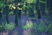 Bluebells and ferns image ref 158