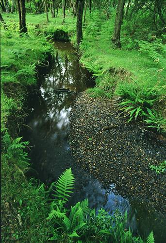 New Forest Landscapes : Ferns by Bratley Water in Spring