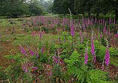 Foxgloves in Bratley Wood image ref 281