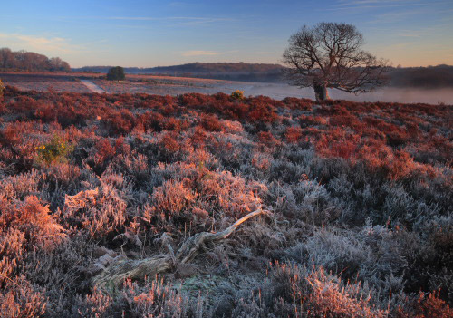 New Forest Landscapes : Frosty Heathland at Fritham Cross