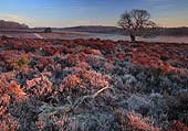 Frosty Heathland at Fritham Cross image ref 194