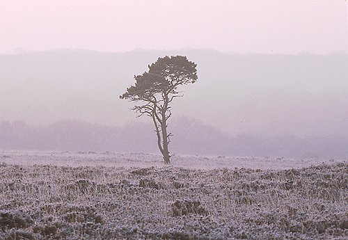 New Forest Landscapes : Pine Tree in the Frost