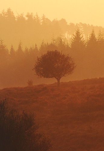 Tree of Gold
image ref 86 New Forest Landscapes : Tree of Gold
