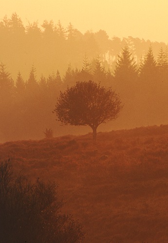 New Forest Landscapes : Tree of Gold