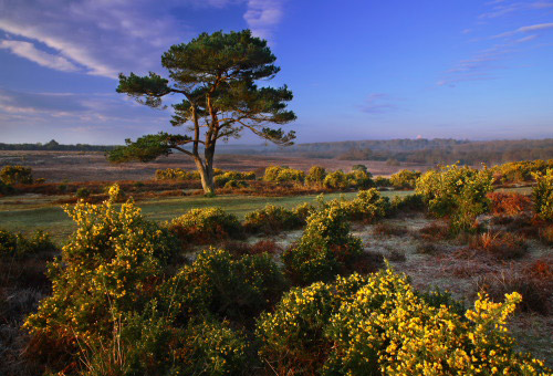New Forest image: Gorse at Bratley View