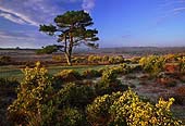 Gorse at Bratley View
image ref 195