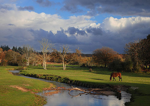 New Forest Landscapes : Grazing Pony by Mill Lawn Brook