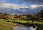 Grazing Pony by Mill Lawn Brook image ref 282