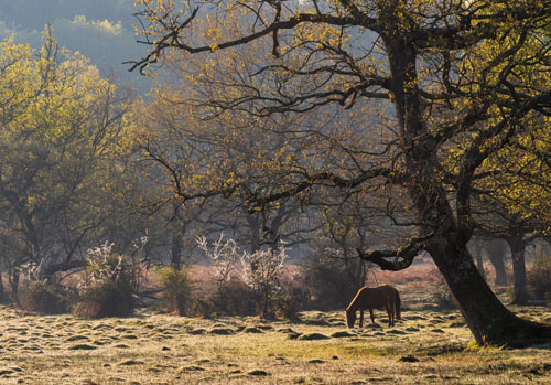 New Forest Landscapes : Grazing Pony near Oberwater