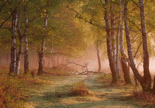 New Forest Landscapes : Hale Purlieu
