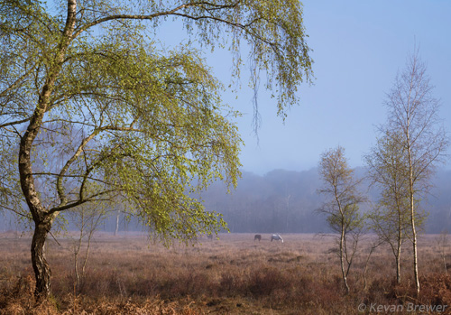 New Forest Landscapes : Halfpenny Green