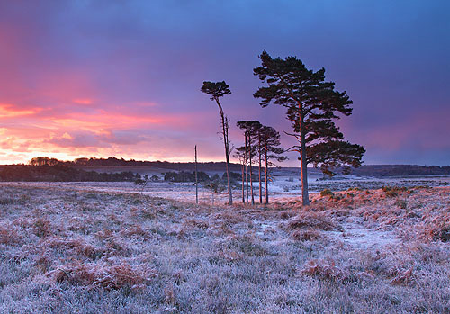 New Forest Landscapes : Winter Sunrise at Harvest Slade