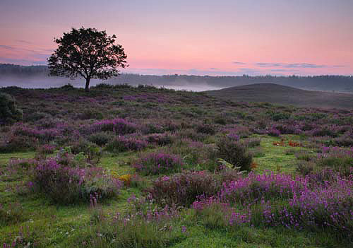 Bell Heather on Hasley Hill.With the heather in full bloom, the New Forest heathlands are a wonderful sight in August.