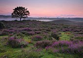 Bell Heather on Hasley Hill image ref 231