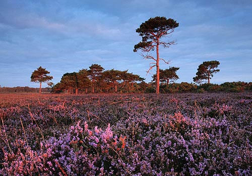 New Forest Landscapes : Heather and Pine Trees near Hill Top