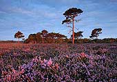 Heather and Pine Trees near Hill Top image ref 240