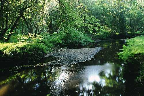 New Forest Landscapes : Highland Water