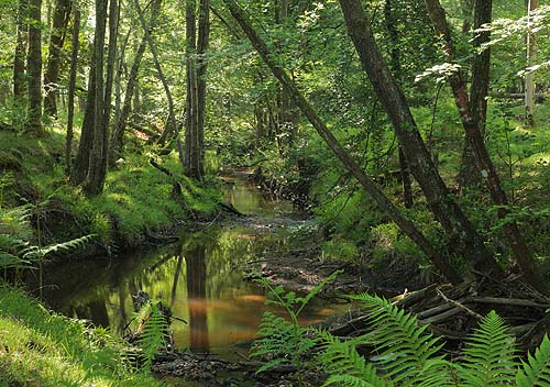 New Forest Landscapes : Highland Water in Early Summer