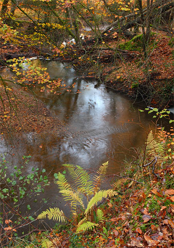 New Forest image: Highland Water in Autumn