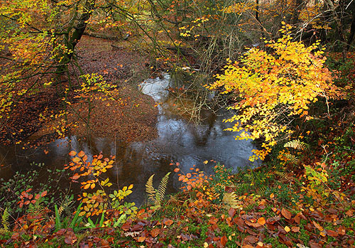 New Forest Landscapes : Highland Water