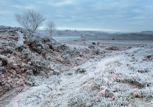 New Forest Landscapes : Hoar Frost at Ogden