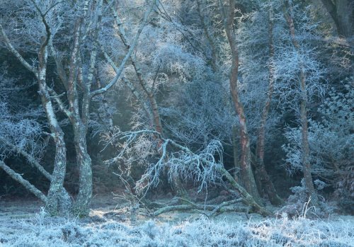 New Forest Landscapes : Hoar Frost at Rowbarrow