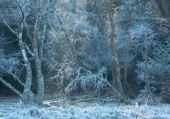 Hoar Frost at Rowbarrow image ref 375