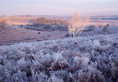 New Forest Landscapes : Hoar Frost at Wilverley