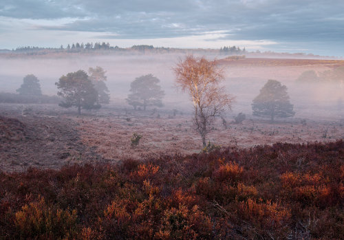 New Forest Landscapes : First Light at Holmsley
