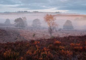 First Light at Holmsley image ref 415