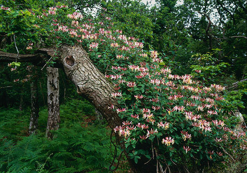 New Forest Landscapes : Honeysuckle in Frame Wood