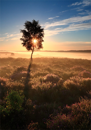 New Forest Landscapes : Sunrise over Ibsley Common