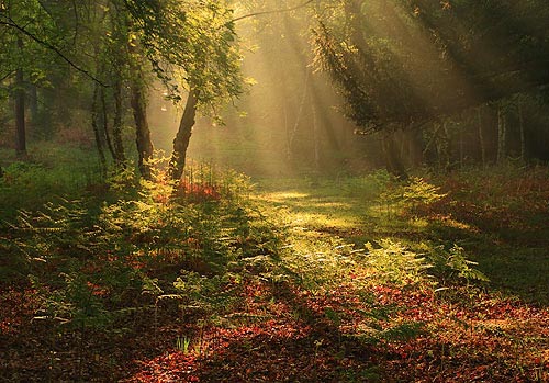 New Forest Landscapes : Summer Sunrays at Knightwood